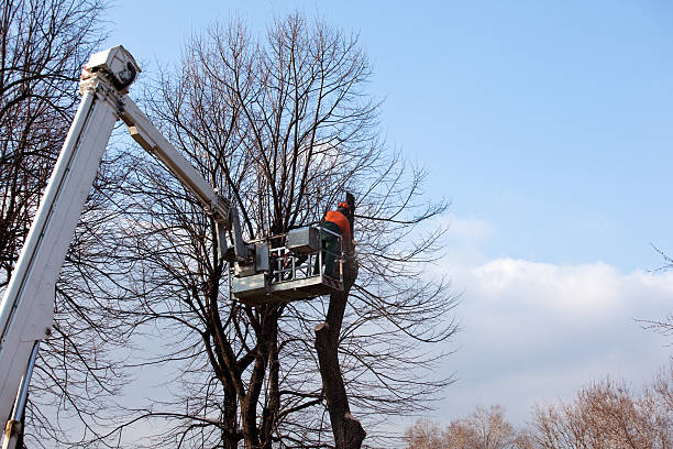 Best Storm Damage Tree Cleanup  in Golden Triangle, NJ